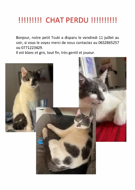 chat lost   69100 Villeurbanne Tsuki