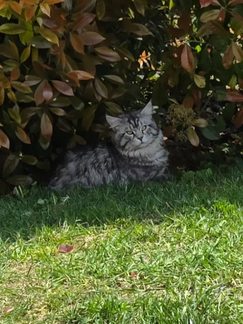 chat lost   69660 Collonges-au-Mont-d'Or VULCAIN