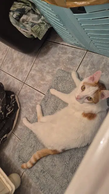 chat lost   69140 Rillieux-la-Pape Walter