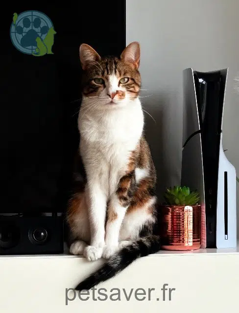 chat lost   69390 Vernaison Whity