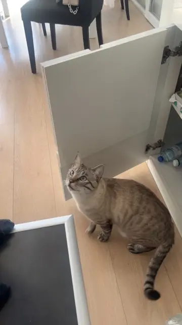 chat lost   69150 Décines-Charpieu Winki
