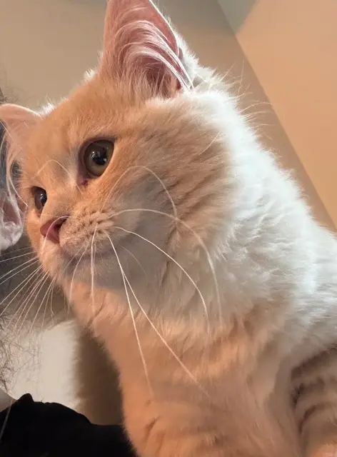 chat lost   69450 Saint-Cyr-au-Mont-d'Or Youki