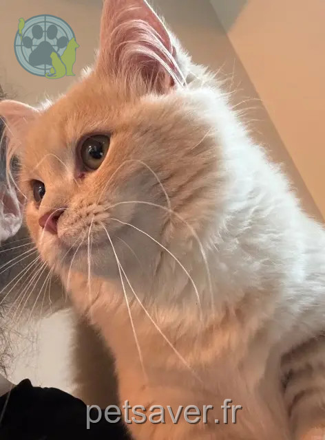 gato perdido 69450 Saint-Cyr-au-Mont-d'Or Youki gato lost 69450 Saint-Cyr-au-Mont-d'Or Youki