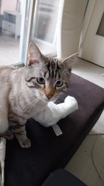 chat lost   69230 Saint-Genis-Laval Yuri