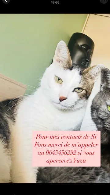 chat lost   69190 Saint-Fons Yuzu