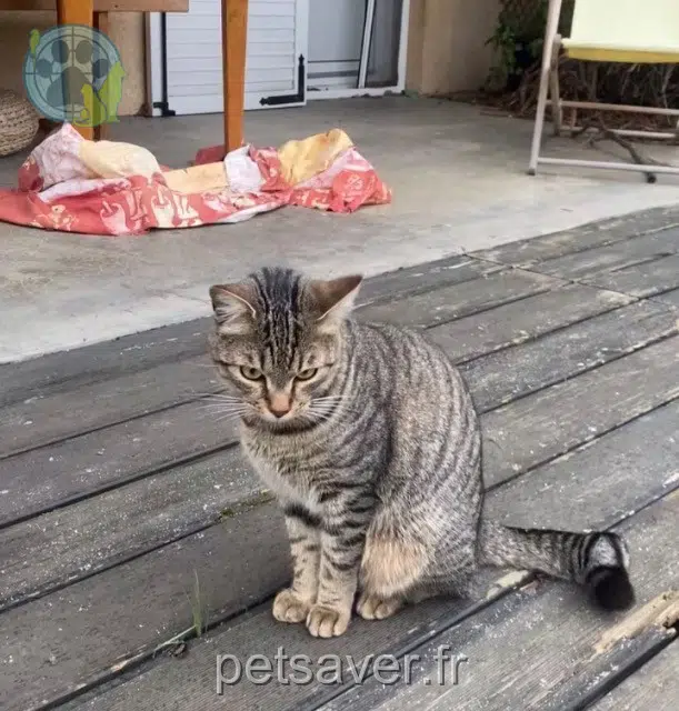 chat lost   69270 Couzon-au-Mont-d'Or Zorro