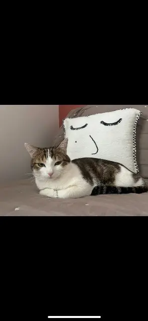 chat lost   69130 Écully Zéphyr