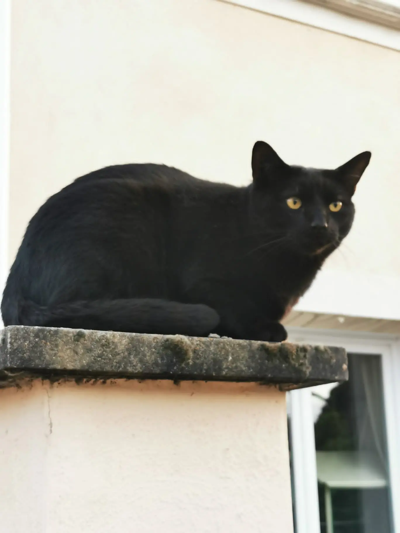 Chat Perdu 69M Métropole de Lyon Chat Perdu 69M Métropole de Lyon