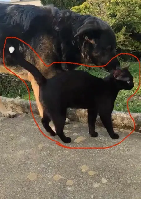 chat lost   70150 Marnay Baguera