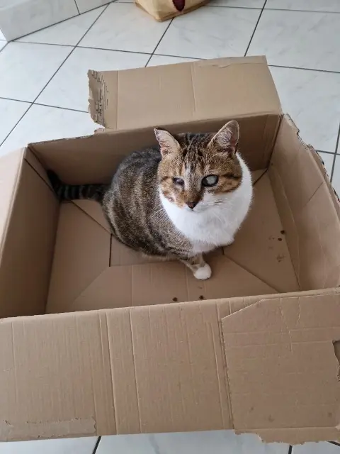 chat lost   70100 Beaujeu-Saint-Vallier-Pierrejux-et-Quitteur Mimi