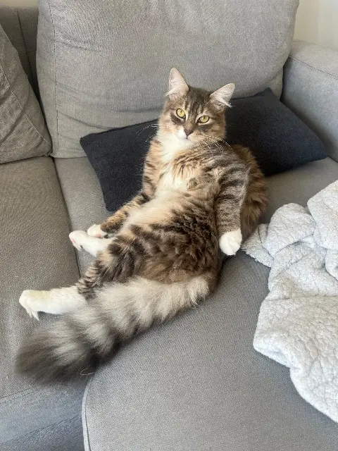 gato perdido 70170 Provenchère Boo gato lost 70170 Provenchère Boo