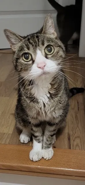 chat lost   70230 Montbozon Chewby