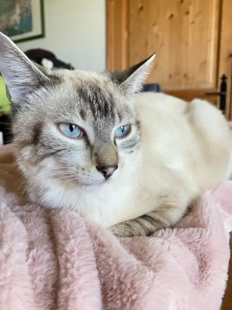 chat lost   70700 Colombine Rubis