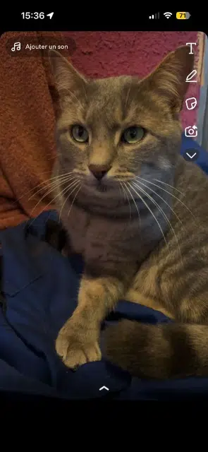 chat lost   70270 Fresse Dio