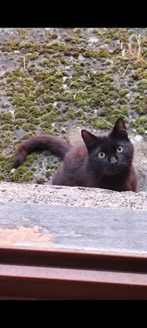 chat lost   70300 Baudoncourt Eclipse
