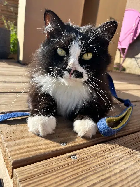 chat lost   70230 Besnans Fernand