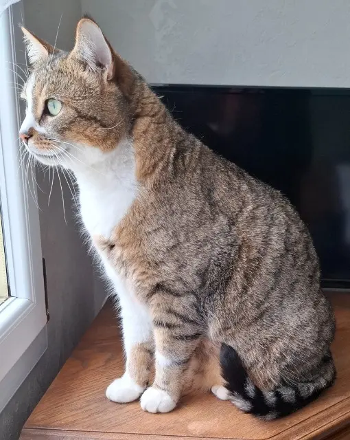 chat lost   70220 Fougerolles-Saint-Valbert Louis