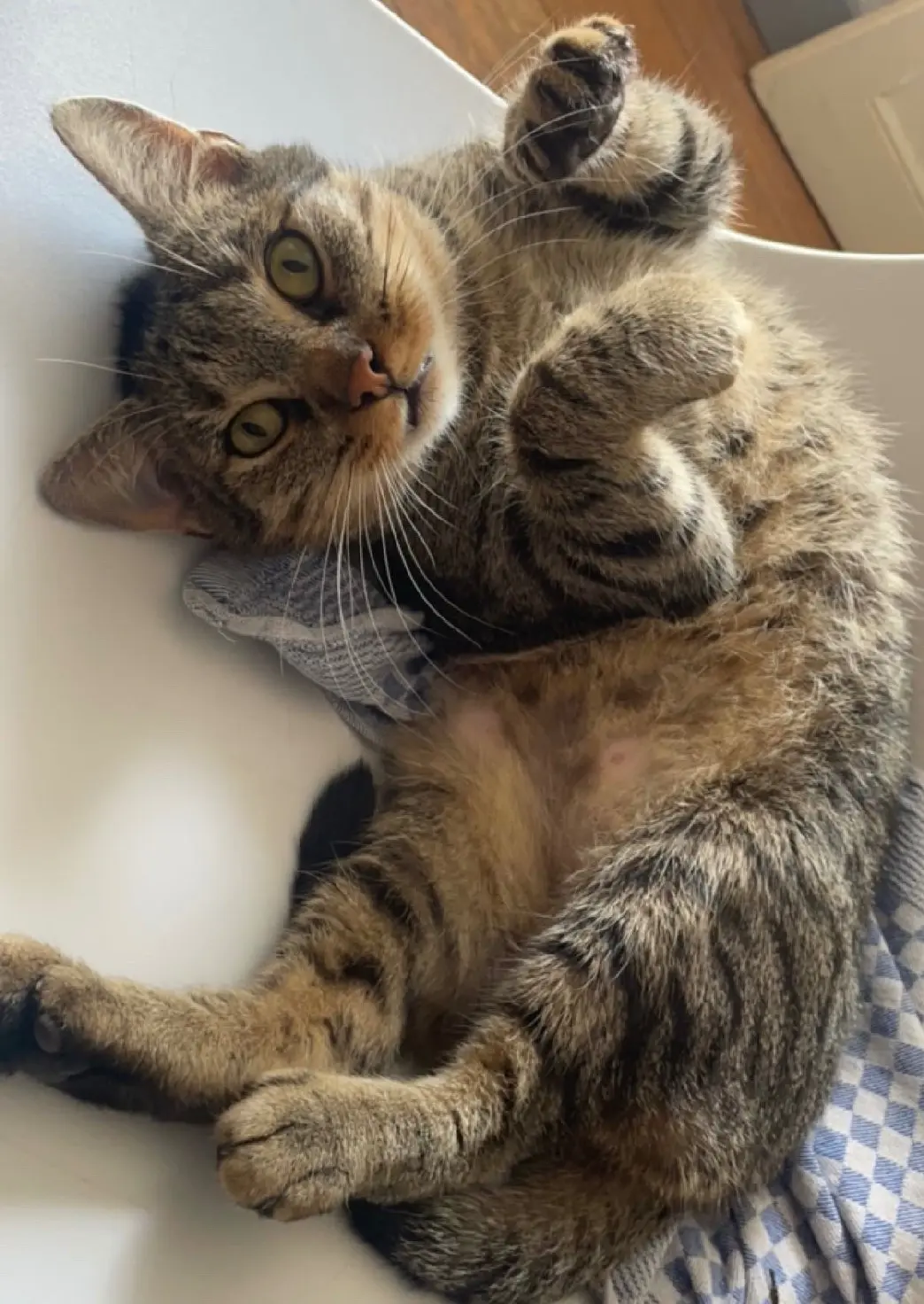 gatto perso 34 Avenue des Chavannes 70220 Fougerolles-Saint-Valbert Pumba gatto lost 34 Avenue des Chavannes 70220 Fougerolles-Saint-Valbert Pumba