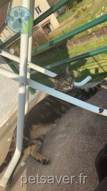 gato lost   70300 Brotte-lès-Luxeuil Klaus