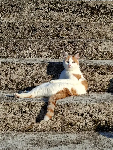 chat lost   70240 Saulx Lucky