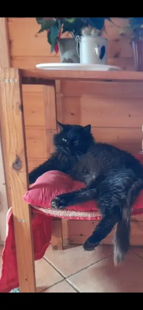 chat lost   70110 Autrey-lès-Cerre Michto