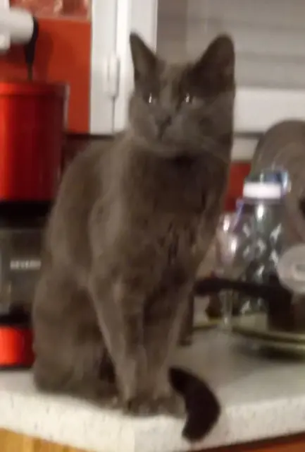 chat lost   70170 Port-sur-Saône Mimi