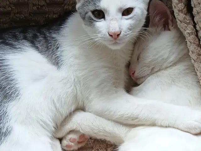 chat lost   70700 Gy Minou