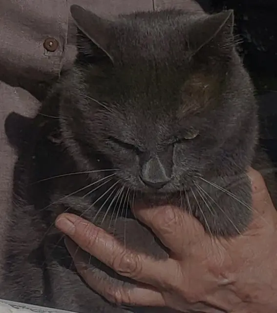 chat lost   70290 Plancher-Bas Moustique