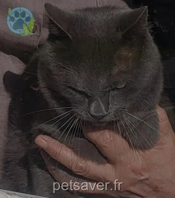 gato perdido 70290 Plancher-Bas Moustique gato lost 70290 Plancher-Bas Moustique