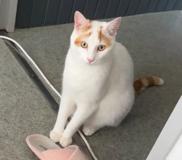 gato perdido 70000 Échenoz-la-Méline Mugetsu gato lost 70000 Échenoz-la-Méline Mugetsu