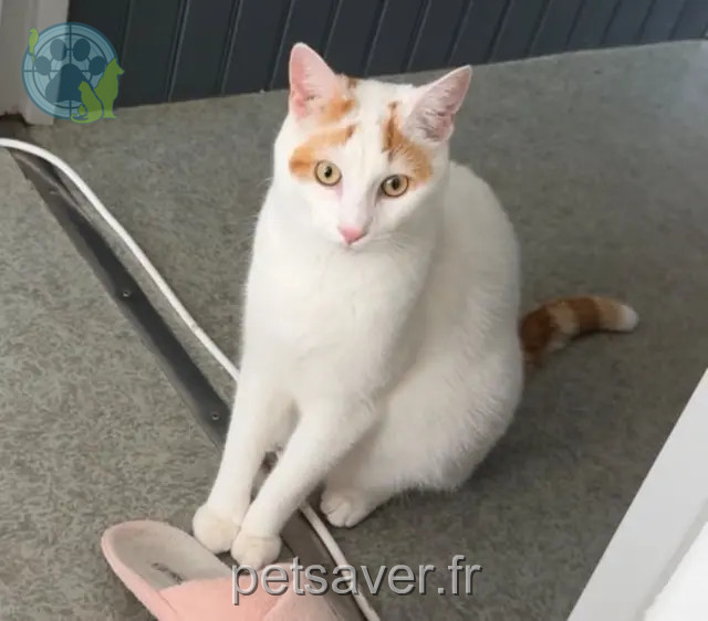 chat perdu 70000 Échenoz-la-Méline Mugetsu chat lost 70000 Échenoz-la-Méline Mugetsu