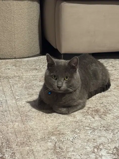 chat lost   70400 Héricourt Nounouche