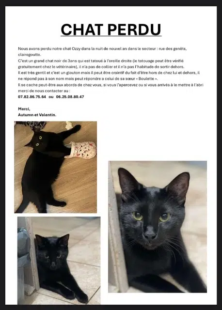 chat lost   70200 Clairegoutte Ozzy
