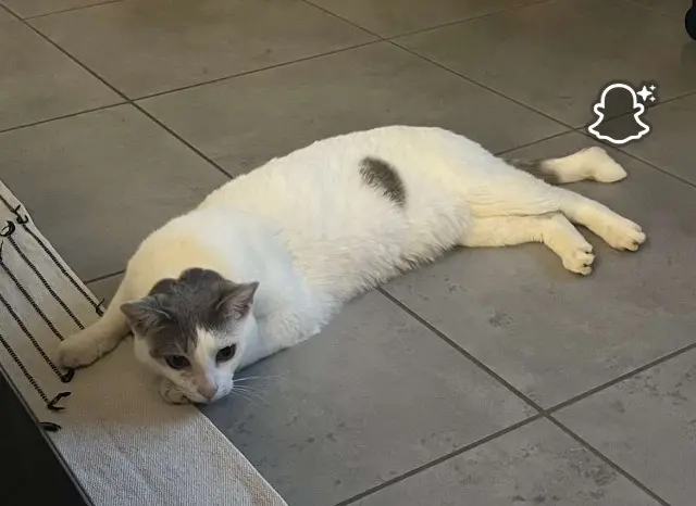 chat lost   70360 Scey-sur-Saône-et-Saint-Albin Plume