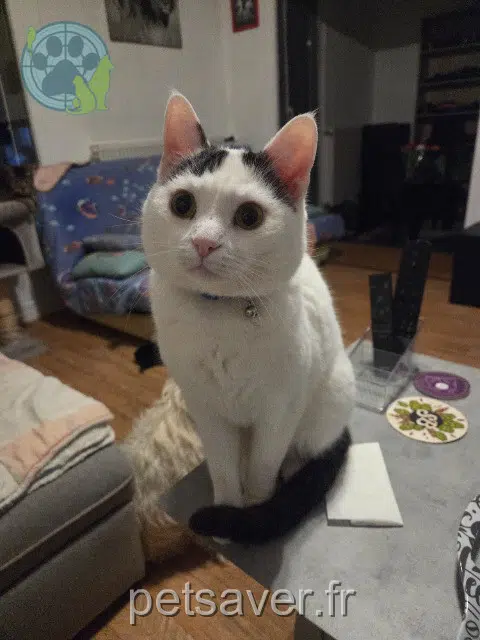 chat lost   70000 Vesoul Pollux