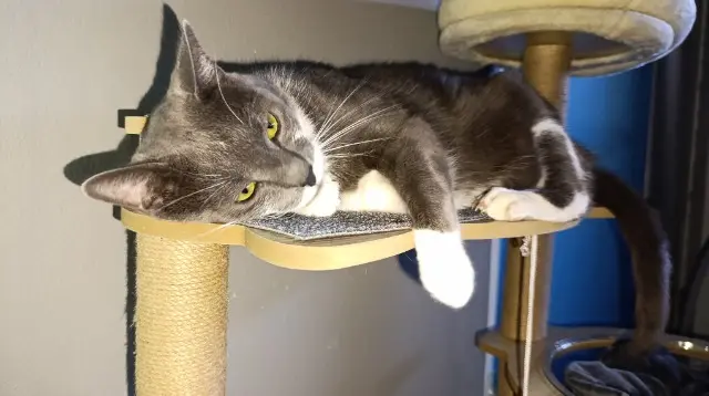 chat lost   70000 Vesoul Pumba