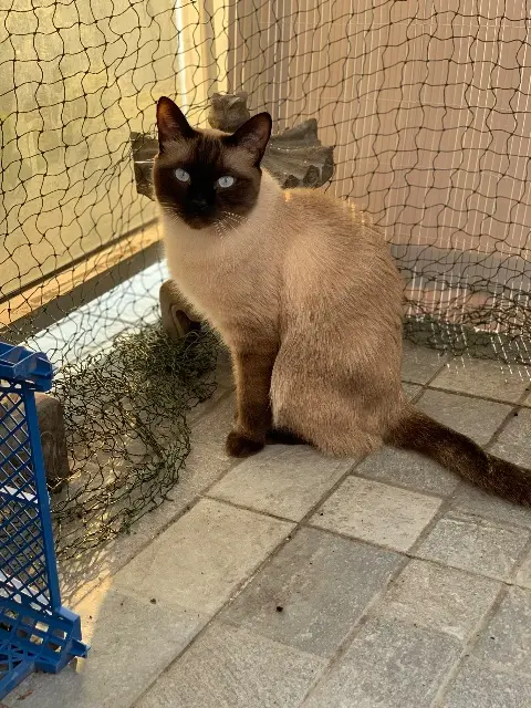 chat lost   70000 Pusey Rocket