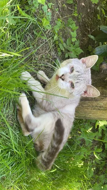 gato perdido 70270 Fresse Ronron gato lost 70270 Fresse Ronron