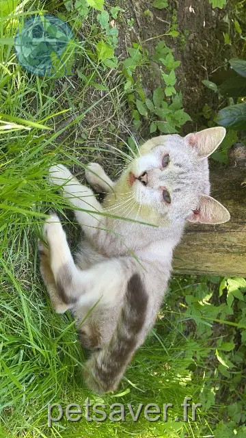 chat perdu 70270 Fresse Ronron chat lost 70270 Fresse Ronron