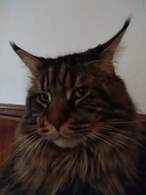 chat lost   70290 Champagney Ruben