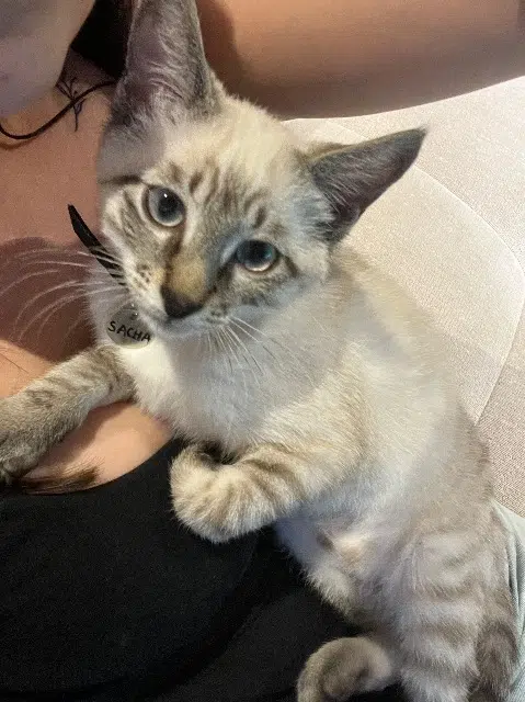 chat lost   70100 Apremont Sacha