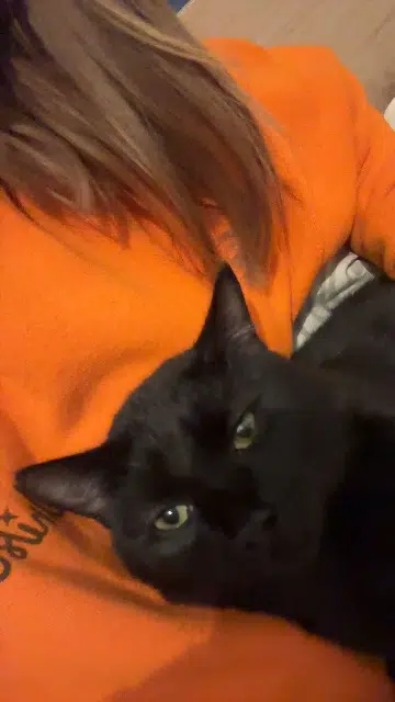 chat lost   70200 Roye Sanji