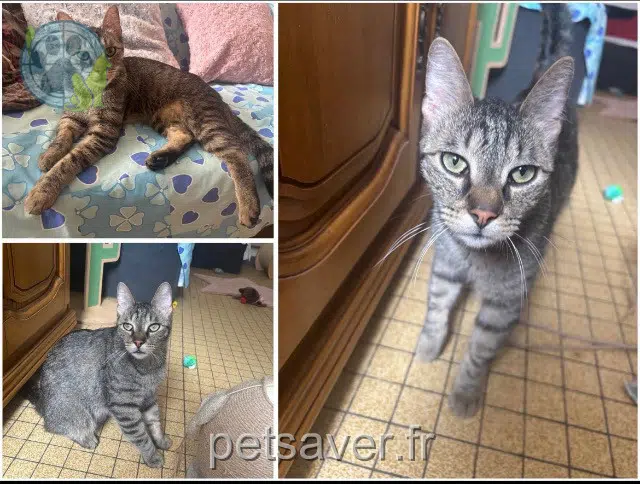 kater lost   70000 Vesoul Scooby