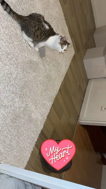 chat lost   70400 Héricourt Simba