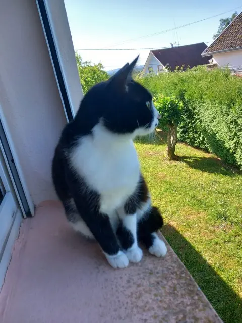 chat lost   70200 Lure Stroma