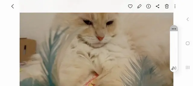 chat lost   70000 Vesoul Takos
