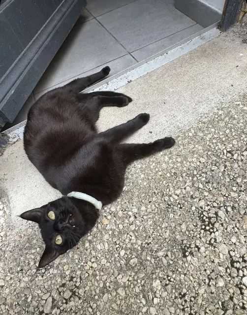 chat lost   70500 Jussey Tao