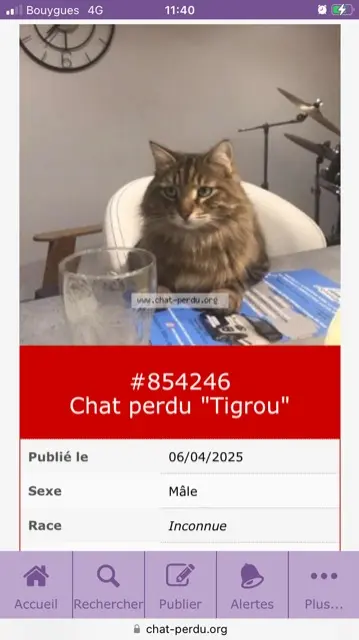 chat lost   70200 Lure Tigrou