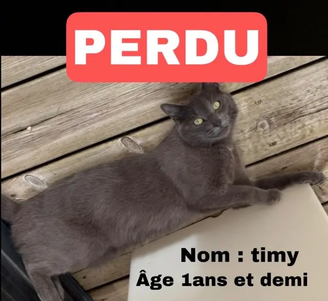 chat lost   70000 Noidans-lès-Vesoul Timy