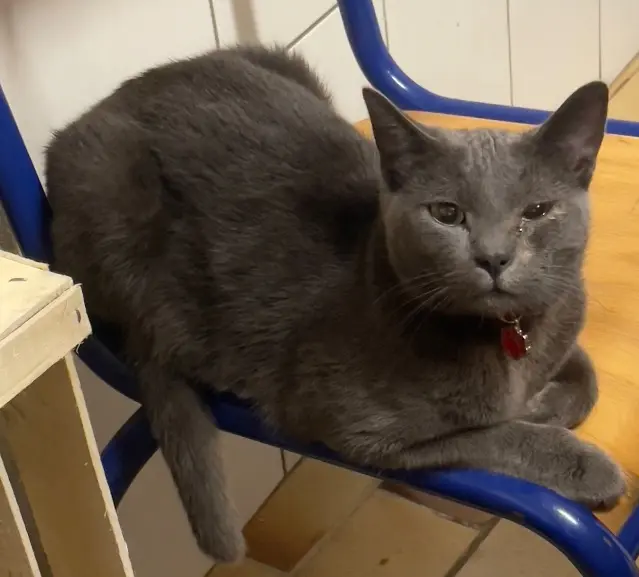 chat perdu 70000 La Demie Griezman chat lost 70000 La Demie Griezman